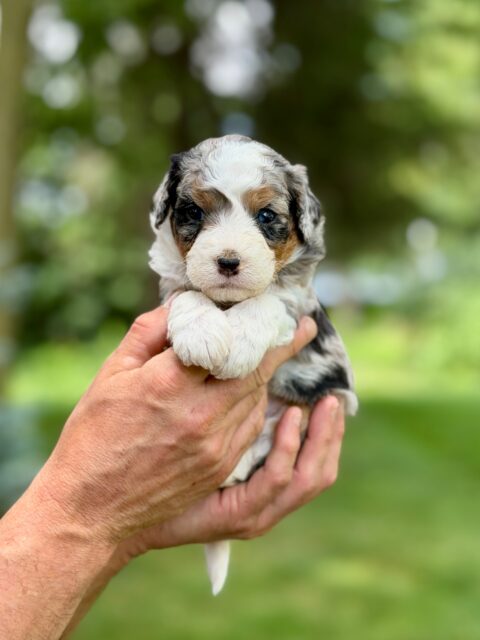 bernedoodle puppy