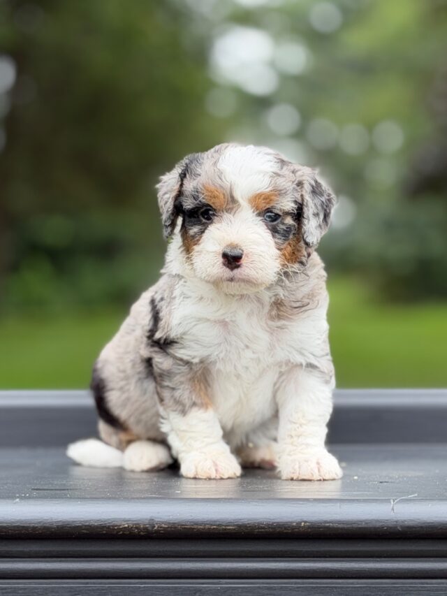 bernedoodle puppy
