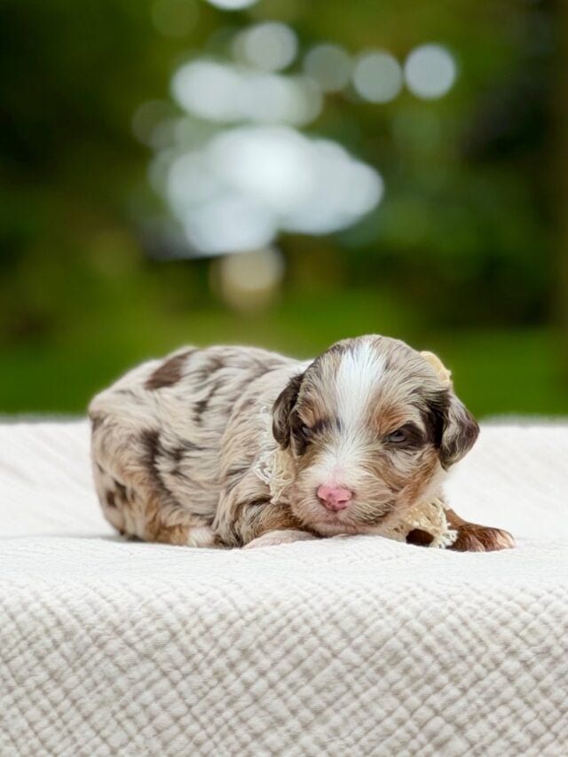 bernedoodles puppy