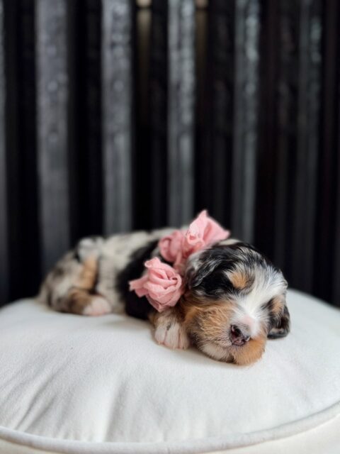 bernedoodle puppy