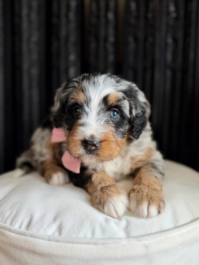 bernedoodle puppy