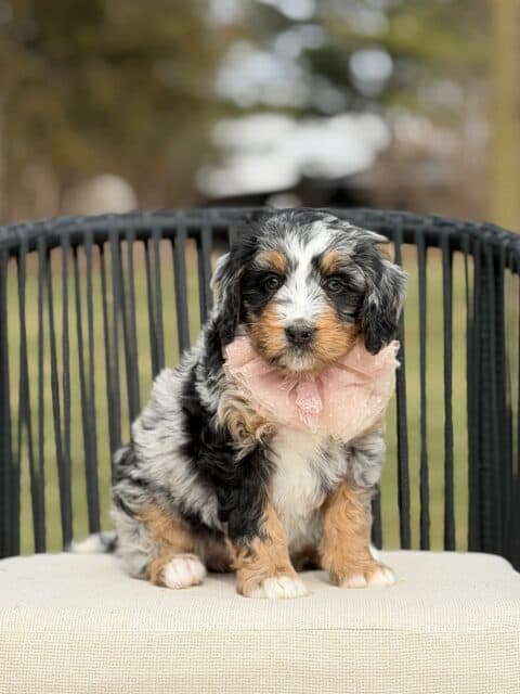 bernedoodle puppy