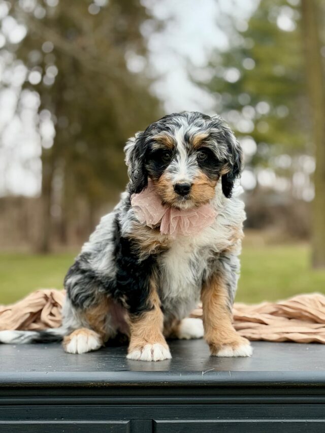 bernedoodle puppy