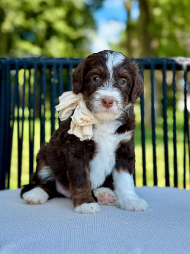 bernedoodle puppy