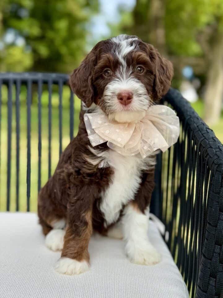 bernedoodle puppy