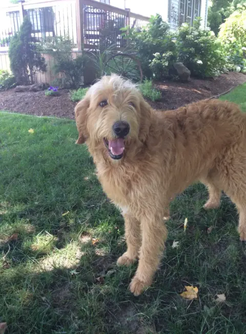 Labradoodle outside in the yard in front of the garden