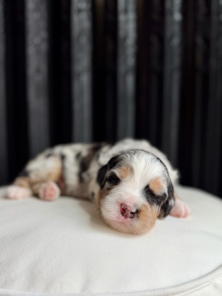 bernedoodle puppy