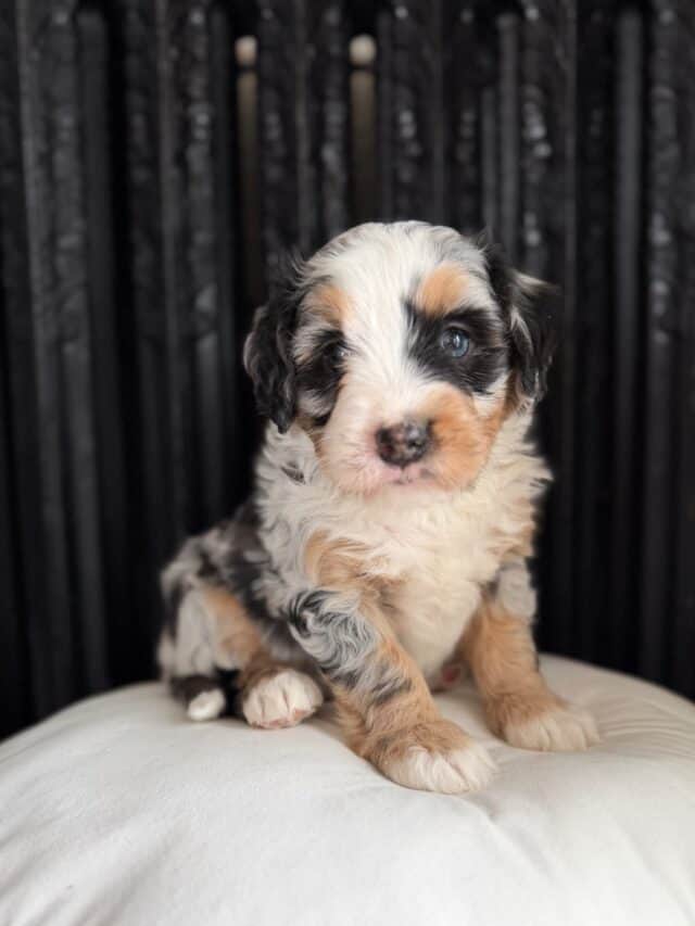 bernedoodle puppy