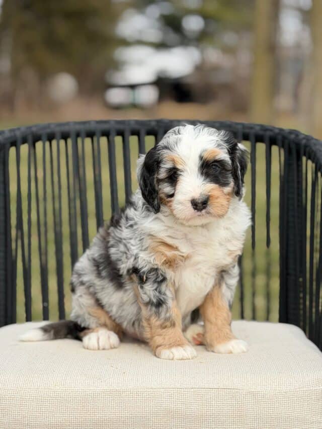 bernedoodle puppy
