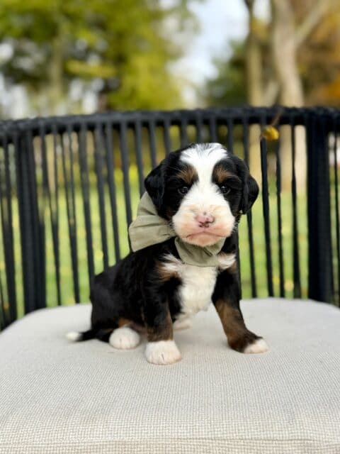 bernedoodle puppy