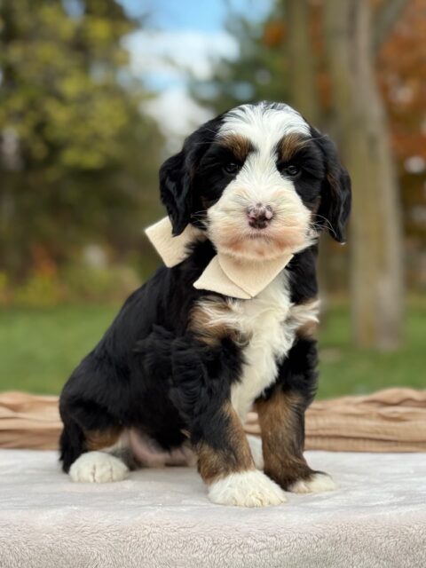 bernedoodle puppy