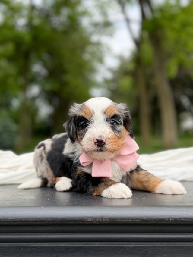bernedoodle puppy