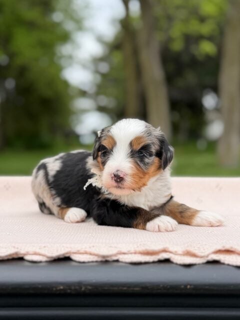 bernedoodle puppy