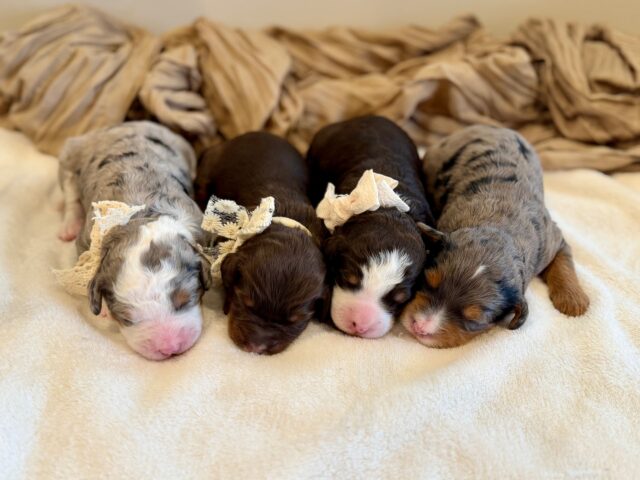 bernedoodle puppies