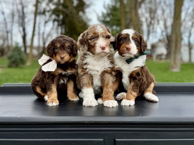 bernedoodle puppies
