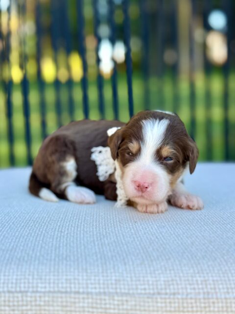 bernedoodle puppy