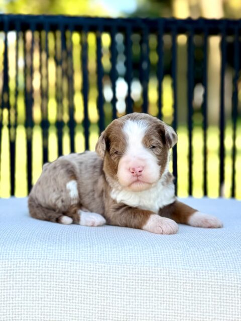 bernedoodle puppy