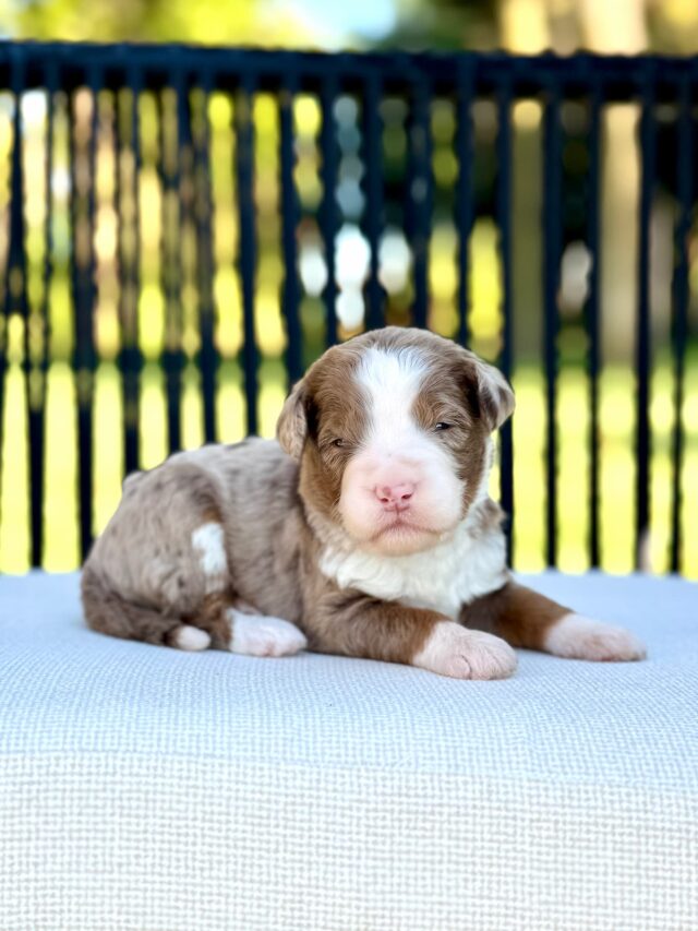 bernedoodle puppy