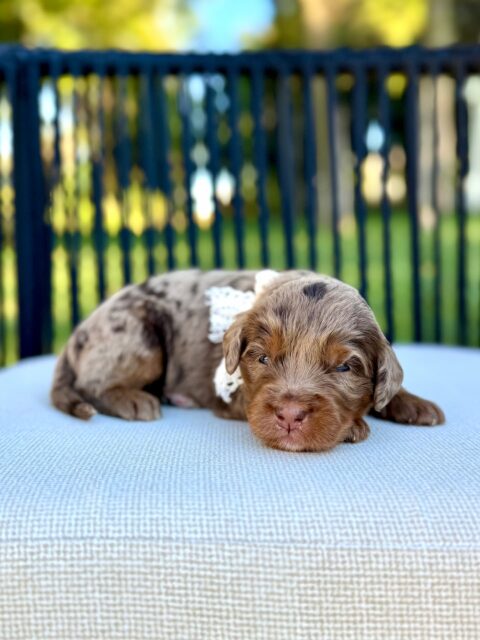 bernedoodle puppy