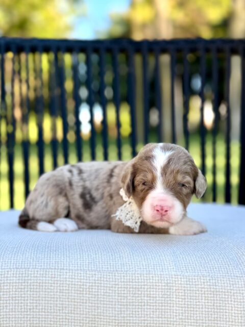 bernedoodle puppy