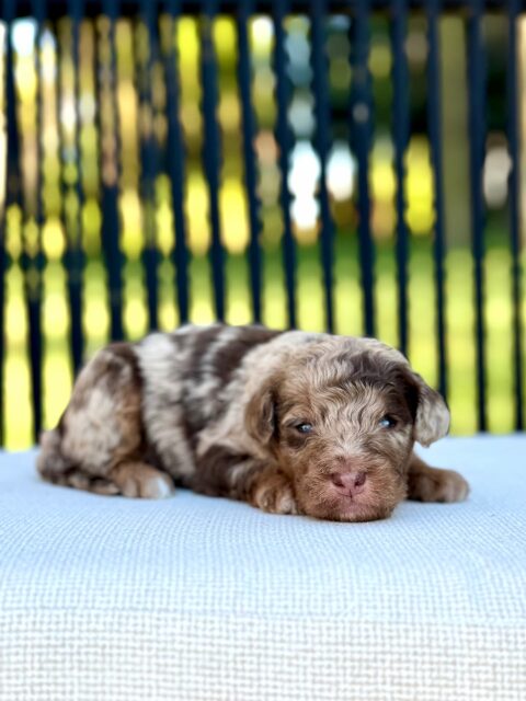 bernedoodle puppy