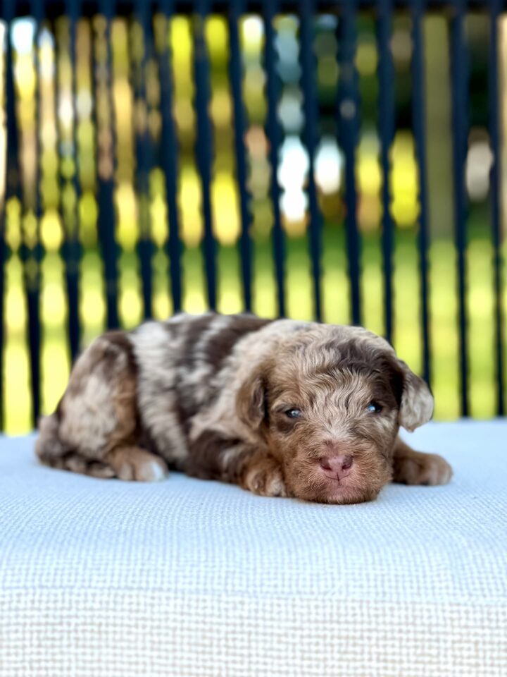 bernedoodle puppy