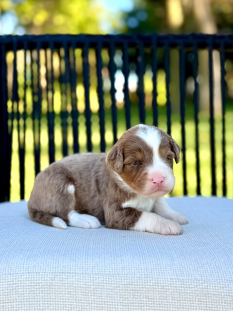bernedoodle puppy