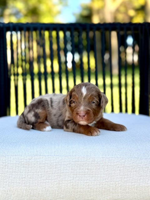 bernedoodle puppy