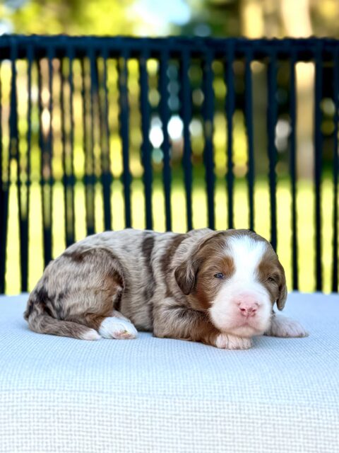 bernedoodle puppy