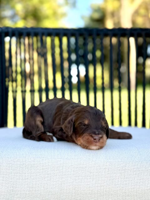 bernedoodle puppy