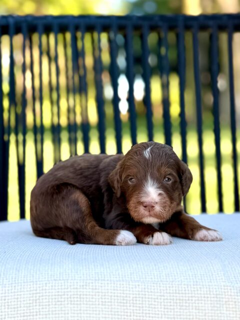 bernedoodle puppy