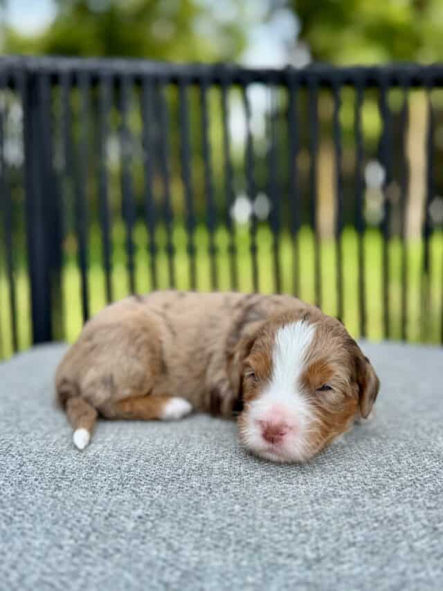 chocolate bernedoodle puppy