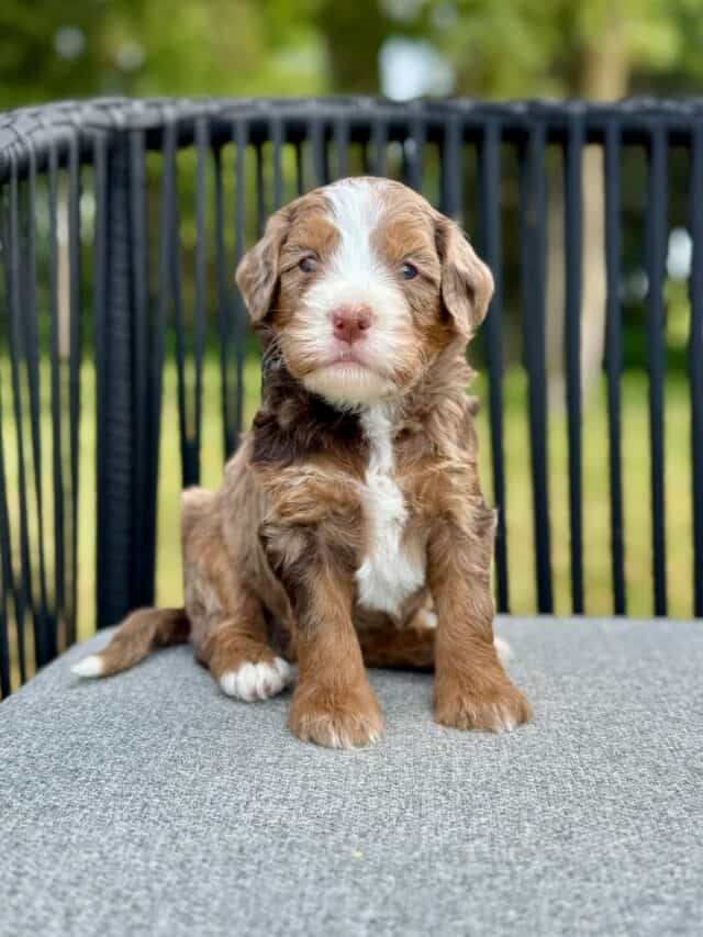 bernedoodle puppy