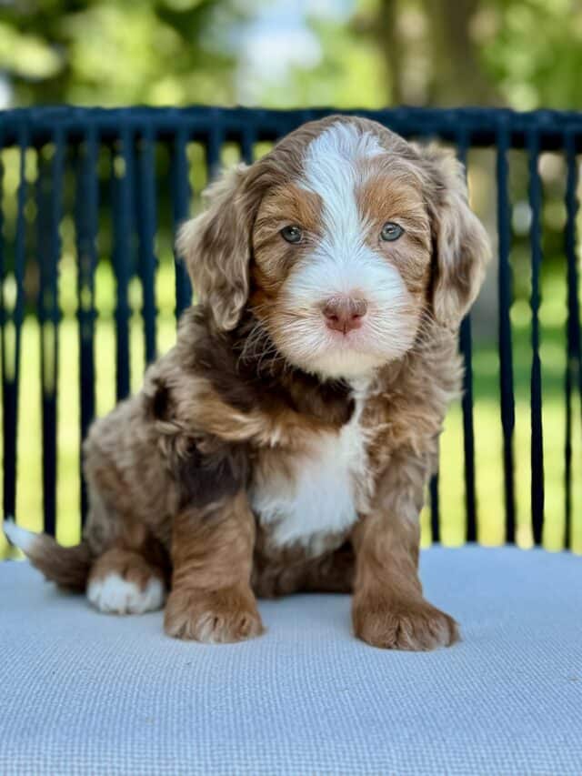 bernedoodle puppy