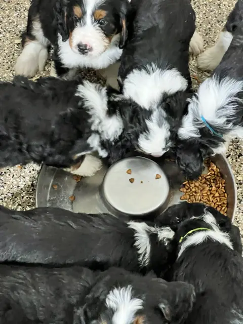 A full litter of Bernedoodle puppies eating out of a food tray.
