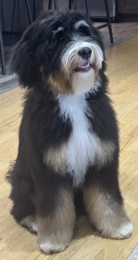 A Bernedoodle that hasn't been groomed for a while, but gets brushed daily