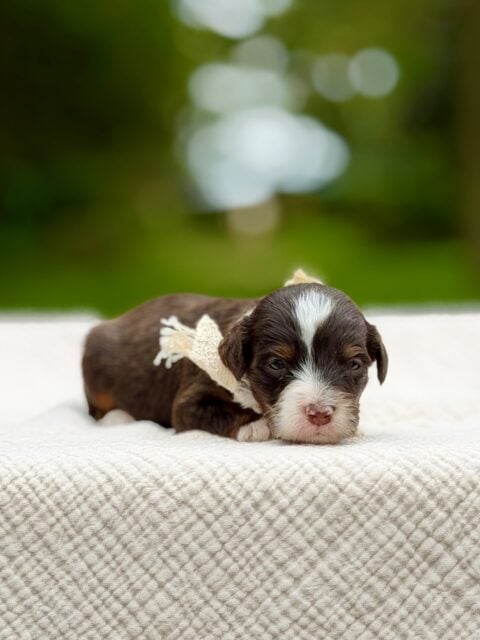 bernedoodle puppy