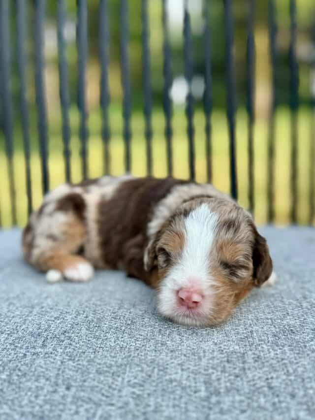 chocolate bernedoodle puppy