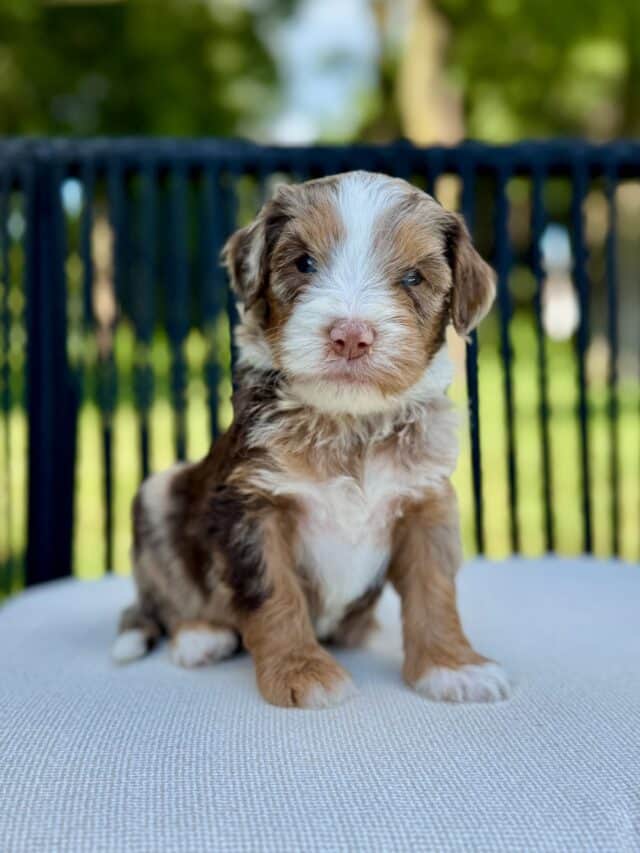 bernedoodle puppy