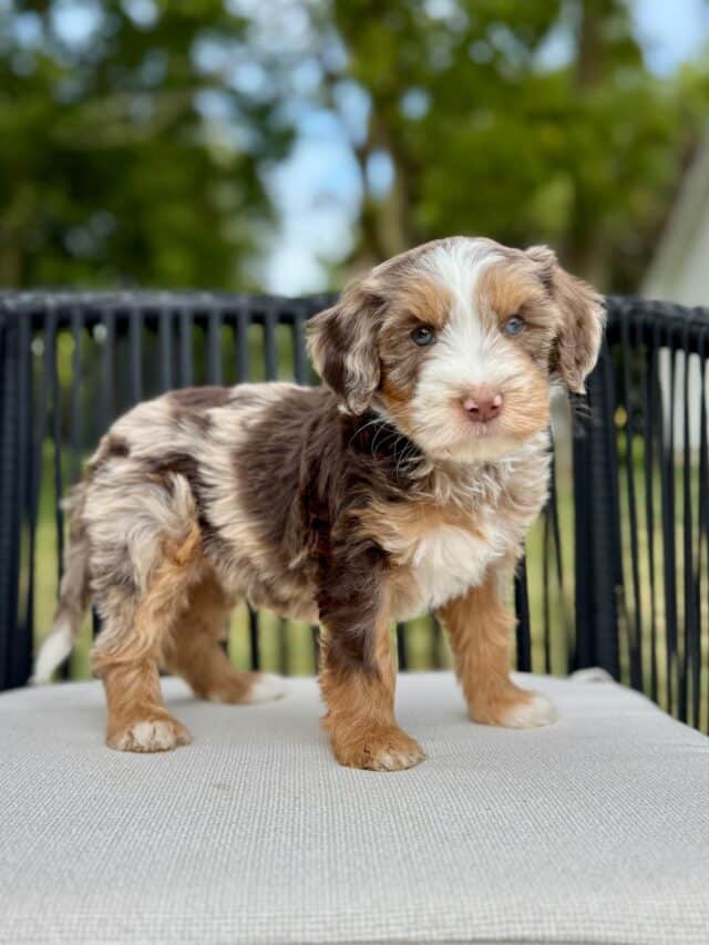 bernedoodle puppy