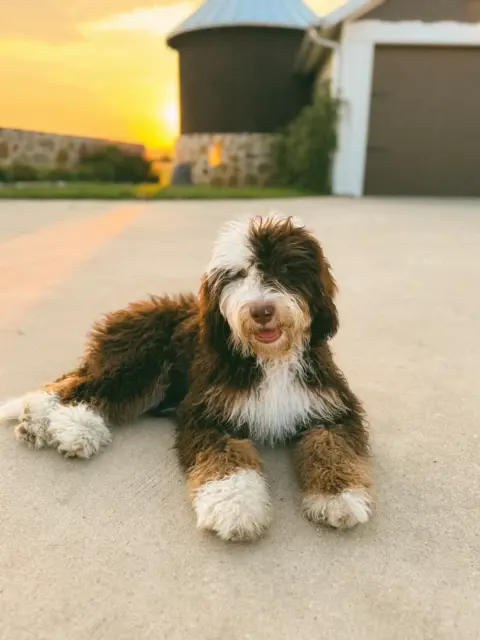 Machala Brown's Bernedoodle puppy
