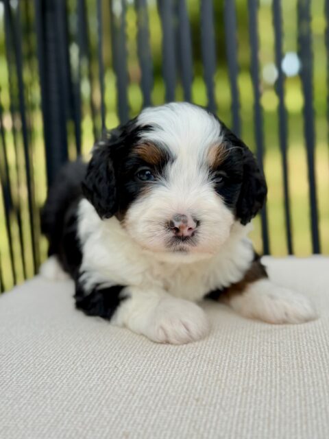 bernedoodle puppy