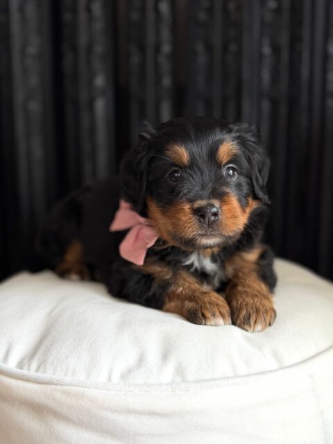 bernedoodle puppy