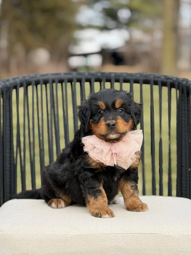 bernedoodle puppy