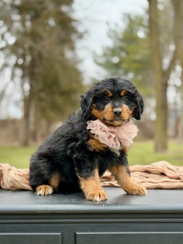 bernedoodle puppy