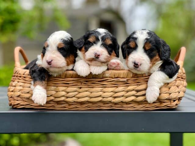 maple bernedoodle puppies