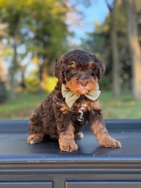 bernedoodle puppy