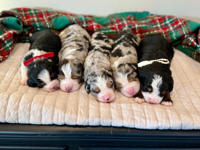 bernedoodle puppy