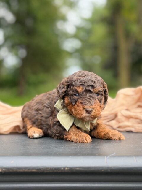 bernedoodle puppy