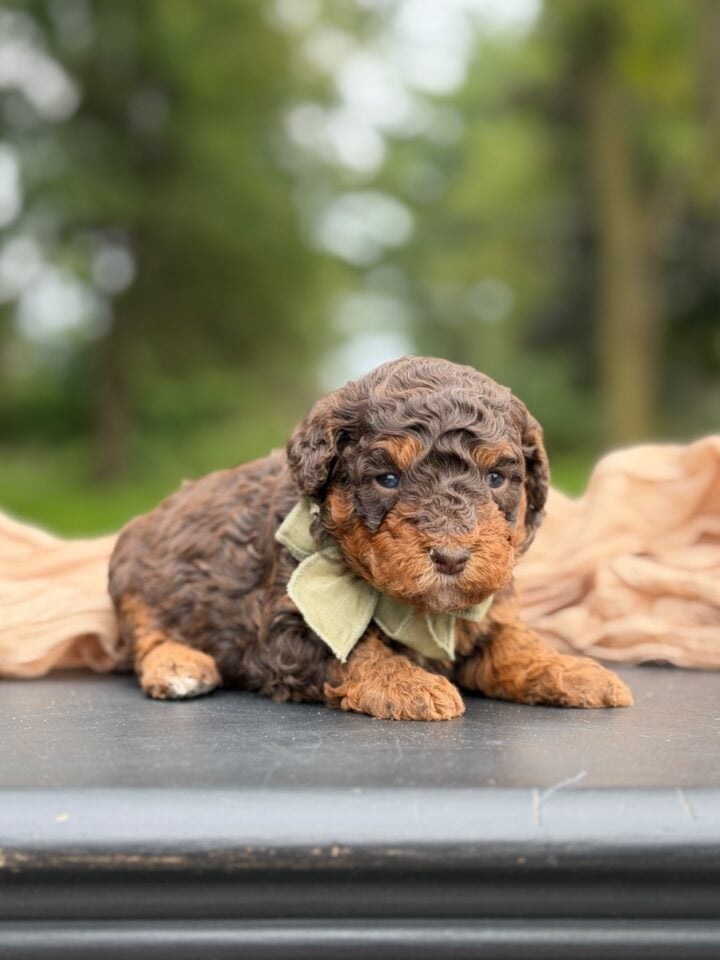 bernedoodle puppy